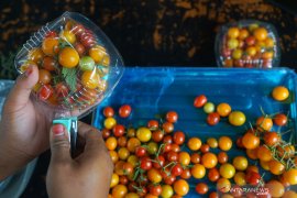 DTPHP Kalteng-BRIN kolaborasi kembangkan sistem pertanian cerdas