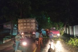 Dua mobil di Lombok Tengah tertimpa pohon tumbang
