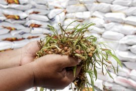 Distannak Pessel berikan bibit jagung