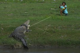 Memotret buaya terjerat ban