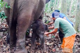 Bayi Gajah Lisa TNTN menunggu diberi nama