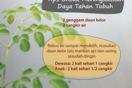 Daun kelor alternatif yang bisa dimanfaatkan obati diabetes