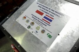 11 orangutan asal sumatera dipulangkan ke Indonesia