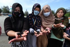 Lintas generasi sinergi kelola penangkaran penyu di Bengkulu (Bagian2)