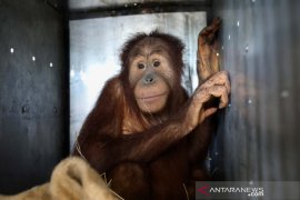 11 orangutan sumatera dipulangkan  ke Indonesia