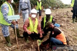 Amphibi tanam 10 ribu pohon eucalyptus  di Deli Serdang