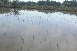 Kerugian petani di Aceh Utara capai puluhan miliar ekses banjir