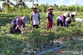 Harga cabai  melonjak hingga 100 persen