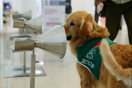 Anjing Chili bertugas deteksi COVID-19 di bandara