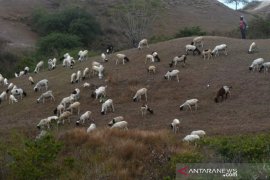 Gembala ternak Domba di perbukitan Jabal Nur Palu Page 1 Small