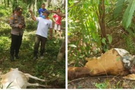 Dua ekor lembu milik warga Bahorok Langkat dimangsa harimau