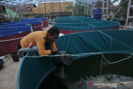 Budidaya lele dengan sistem bioflok di Palembang Page 4 Small