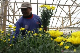 Upaya petani krisan hindari kerugian