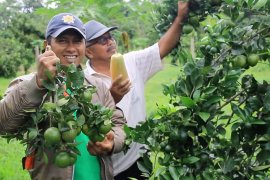 Mereklamasi lahan bekas tambang emas menjadi lahan pertanian produktif