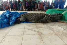 Nelayan tangkap buaya besar di pinggir Pantai Kuala Penet