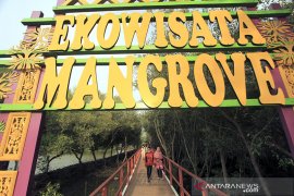 Libur tahun baru di ekowisata Mangrove