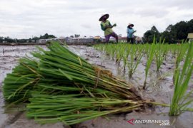 Musim tanam padi di Kabupaten Gowa Page 1 Small