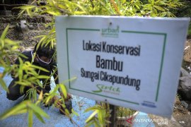 Kawasan konservasi bambu di bantaran sungai Cikapundung
