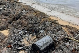 Slug oil  cemari pantai Pulau Batam