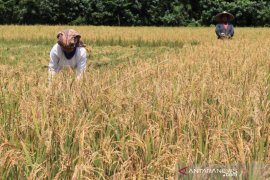 Harga gabah kualitas GKP di Aceh Rp4.872 per kilogram