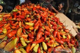 Harga Cabai Naik