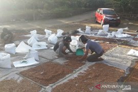 Petani tetap produksi pangan dan tangguh di tengah krisis kesehatan