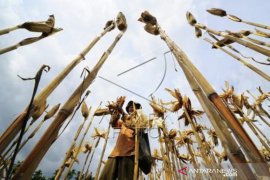 Harga Jagung Pakan Berangsur Naik Di Batusangkar Page 2 Small