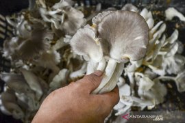Potensi ekspor jamur tiram