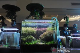 Festival Aquascape dan ikan hias  Page 1 Small