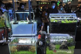 Festival Aquascape dan ikan hias  Page 2 Small