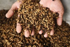 Pemkot manfaatkan larva lalat hitam kurangi sampah organik