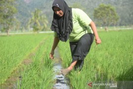 KWT Cempaka Sorimanaon pertahankan tanam sistem Jarwo Super karena hasilnya lebih baik