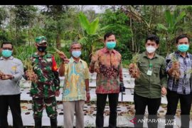 Demplot bawang merah di Bengkayang hasilkan 21 ton per hektare