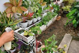 Selama pandemi, para ibu semangat bercocok tanam