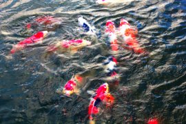 Ikan hias tak lagi sebatas hobi, bisa jadi lahan bisnis warga di tengah pandemi