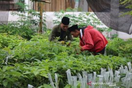 Bisnis bibit pertanian dorong dinamika ekonomi desa
