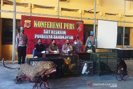 Jika masyarakat memiliki satwa dilindungi, begini anjuran BKSDA