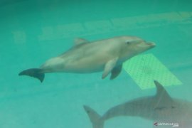 Bayi Lumba-lumba Hidung Botol