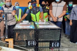 Dua ekor orang utan hasil repatriasi jalani uji swab COVID-19, hasilnya negatif
