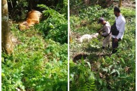 Dua ekor lembu milik warga Bahorok kembali dimangsa harimau