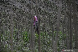 Akademisi sebut debu vulkanik bisa sebabkan infeksi pernafasan