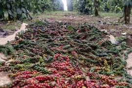 6 komoditas Kapuas Hulu siap ekspor terkendala lockdown di Malaysia