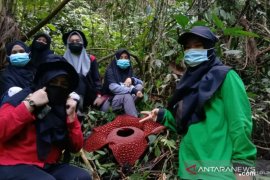 Rafflesia tuan-mudae mekar sempurna di Cagar Alam Maninjau