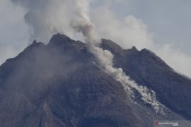 Kemarin Sinabung meletus, Merapi memuntahkan awan panas