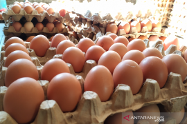 Harga minyak makan di Banda Aceh naik, telur fluktuatif