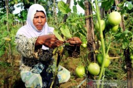 Produksi Tomat Di Pamekasan Anjlok Page 1 Small