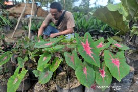 Tanaman keladi banyak diminati Page 4 Small