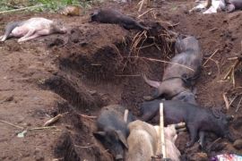 Virus ASF menyerang puluhan ekor babi hutan di OKU