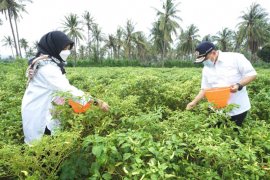 Gunakan pupuk organik, produktivitas tanaman cabai di Banyuwangi meningkat