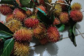 Harga buah rambutan di Banjarmasin masih mahal